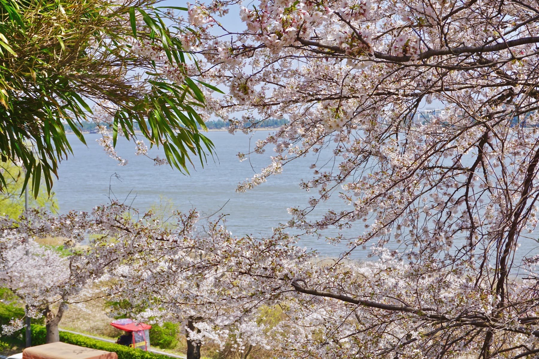 2019 강릉벚꽃잔치 경포대 - 8