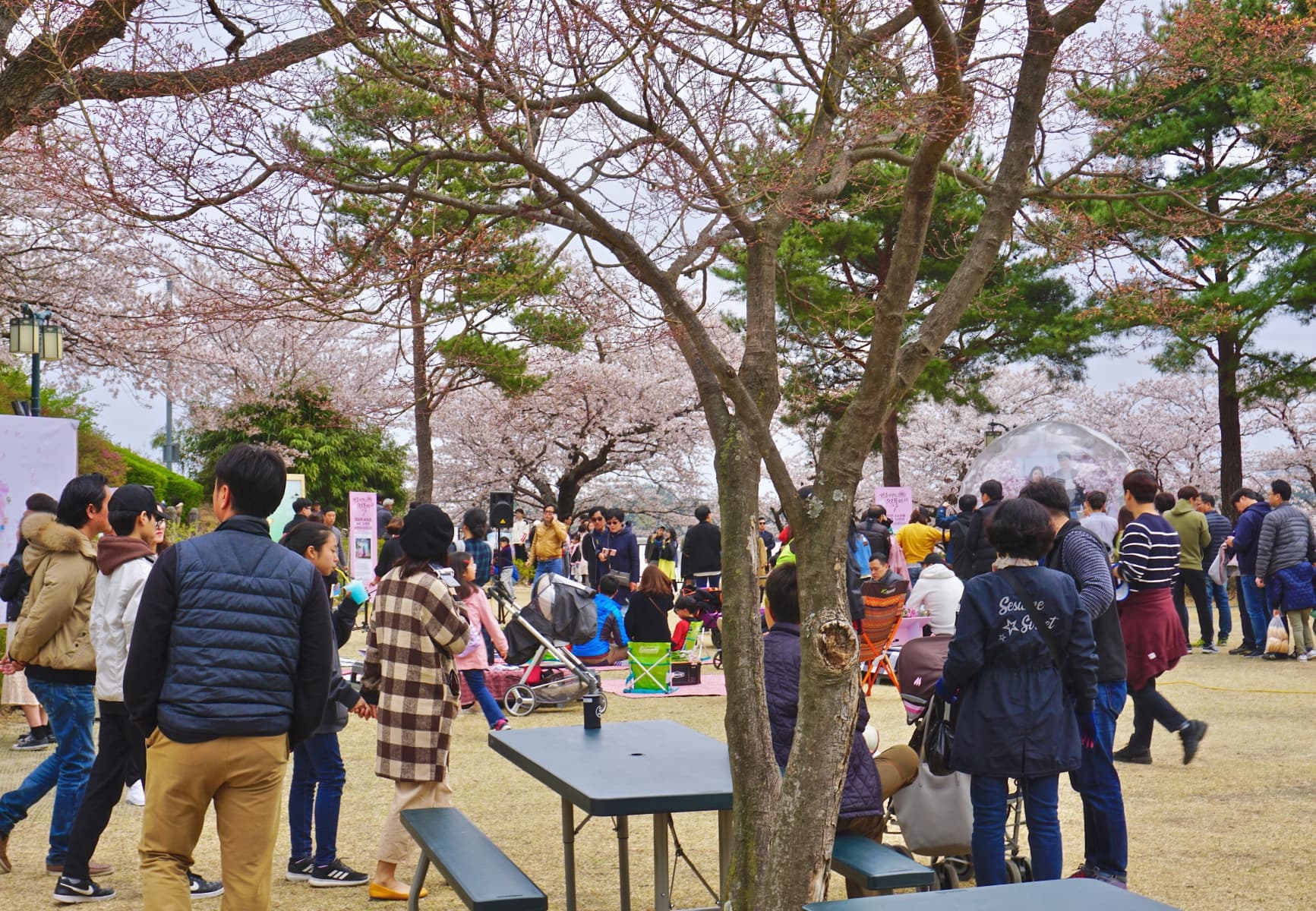 2019 강릉벚꽃잔치 경포대