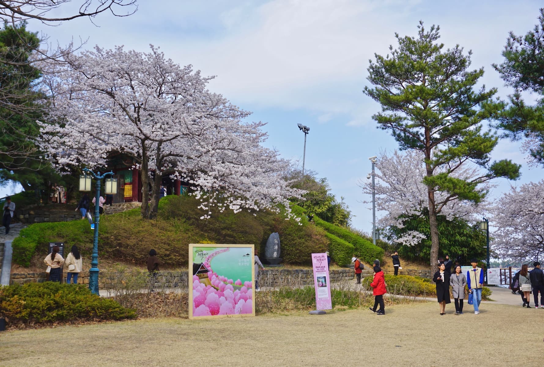 2019 강릉벚꽃잔치 경포대 - 5