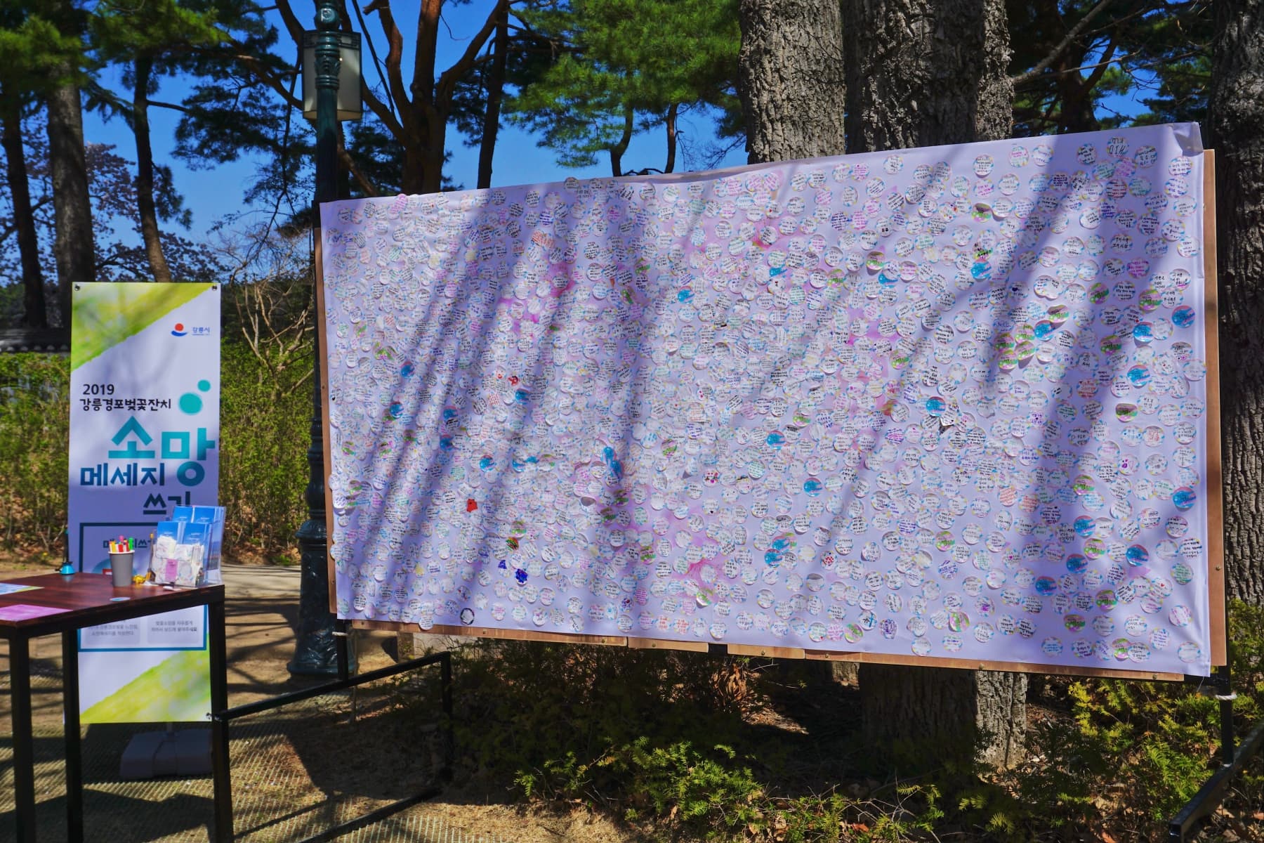 2019 강릉벚꽃잔치 경포대 - 6