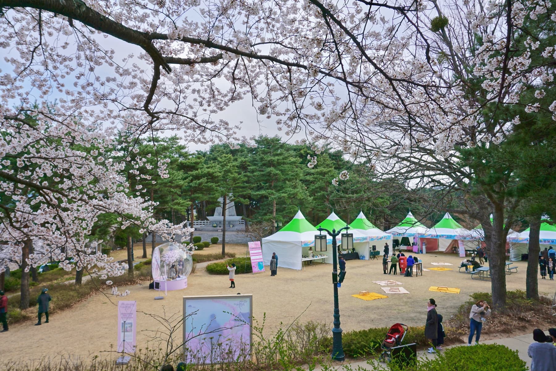 2019 강릉벚꽃잔치 경포대 - 7